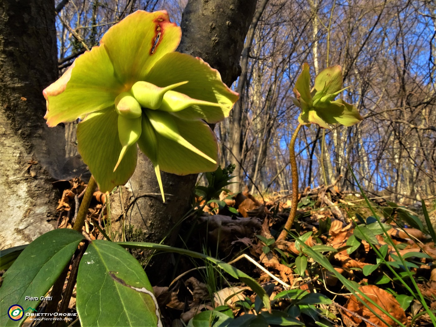 69 Ellebori (Helleborus niger) in fruttescenza.JPG